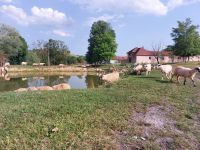 rumaenien infrastruktur schafe landwirtschaft